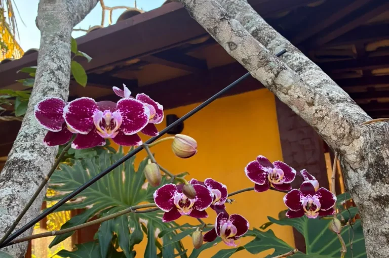 orquidea(3)
